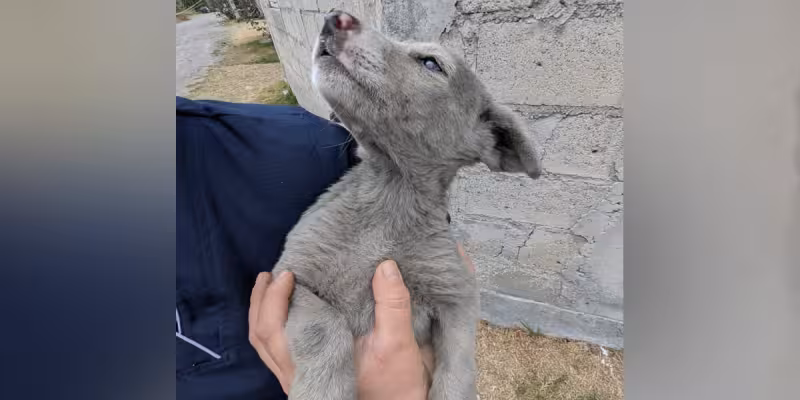 Rescuers Are Stunned When 'Gray' Stray Puppy Gets His First Bath