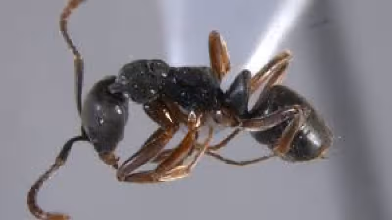 An invasive ant with a potentially deadly sting is spreading in the US