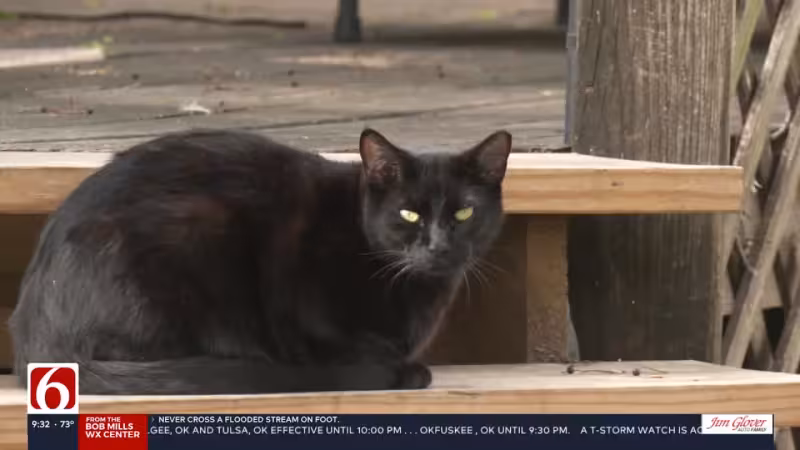 Bobcat fever cases rising in Green Country: What cat owners need to know