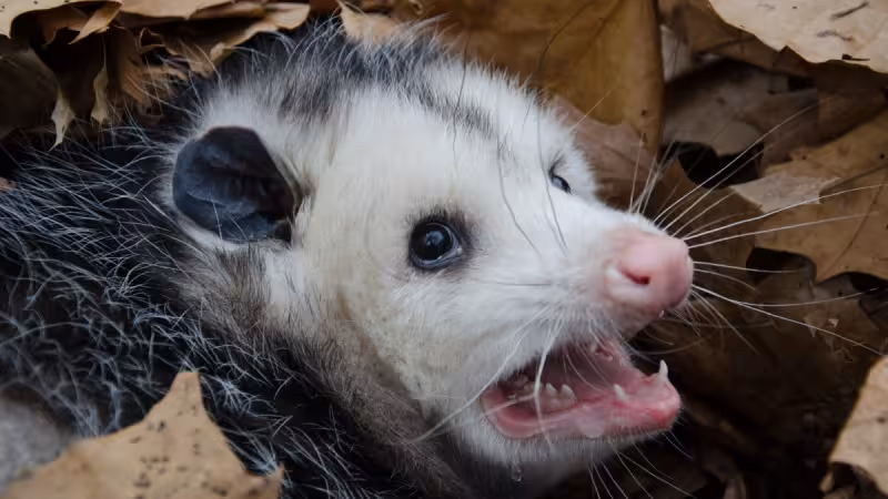 Burmese Pythons In Florida: Collar traps turn possums into python beacons