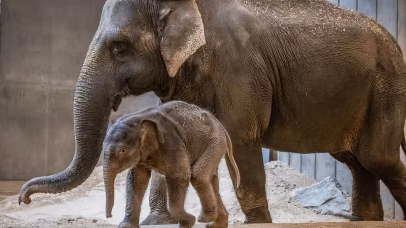 Smithsonian National Zoo opens public view of baby elephant Linh Mai