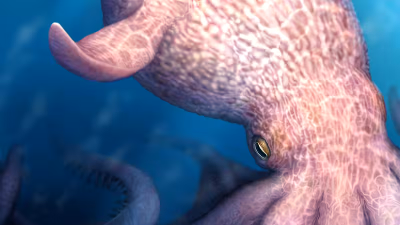 Giant Octopus Fossil Found in Japan and Canada Was Bigger Than a Mosasaur