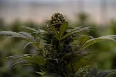 Todd Blanche signs order easing marijuana rules, but prisoners stay behind bars