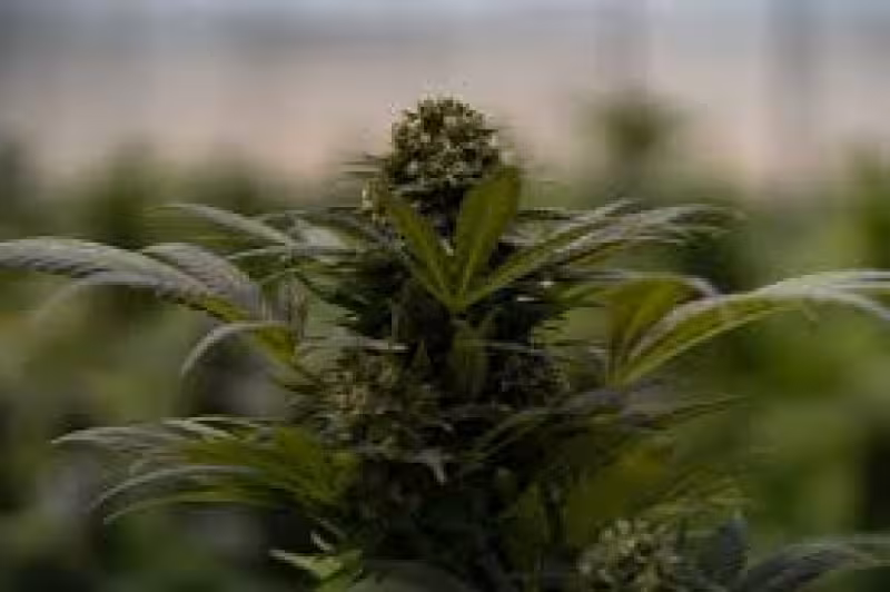 Why Weed Stocks Tilray, Canopy, and Curaleaf Are Down Today