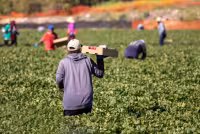 Osha drops heat inspection targets and reshapes high-risk farm oversight