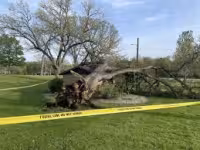 Aged tree falls in Peru park, raising questions about other old trees