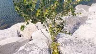 Watkins Glen affordability festival to bring food drive, crafts and aid to Lafayette Park