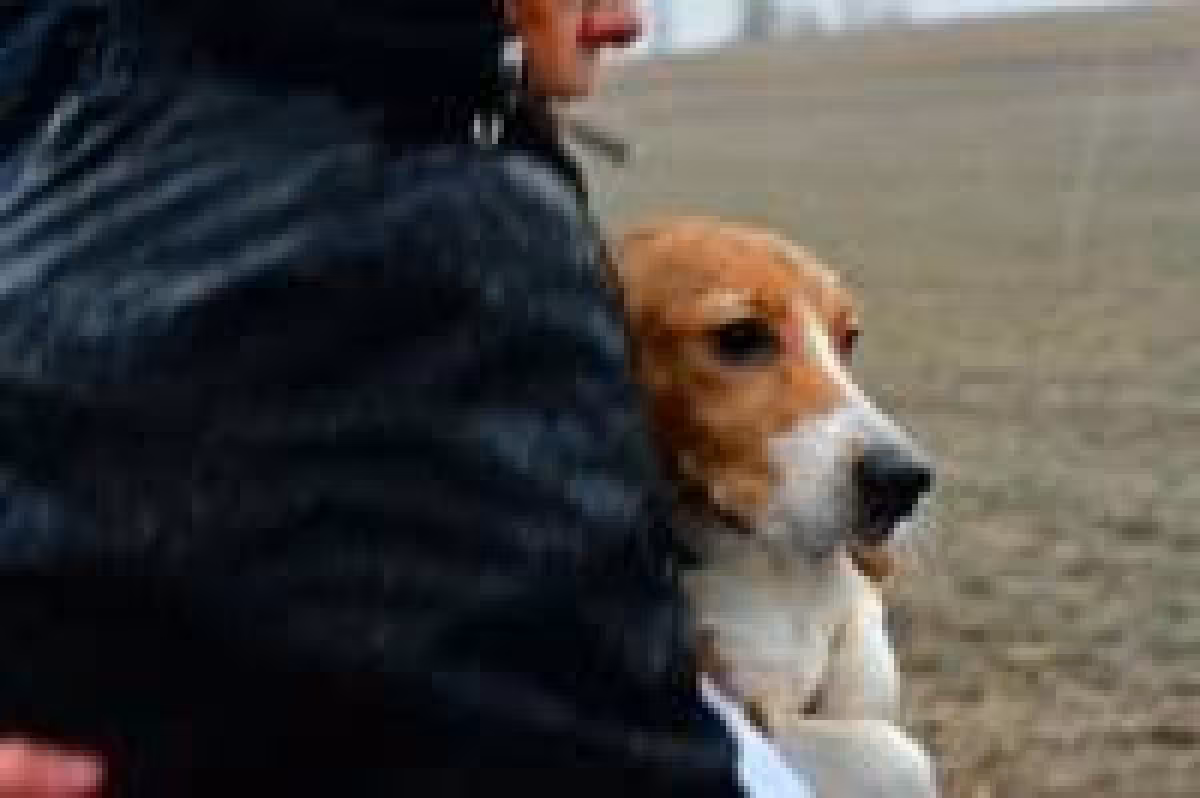 Beagle rescue deal to move nearly 1,500 dogs from Wisconsin lab