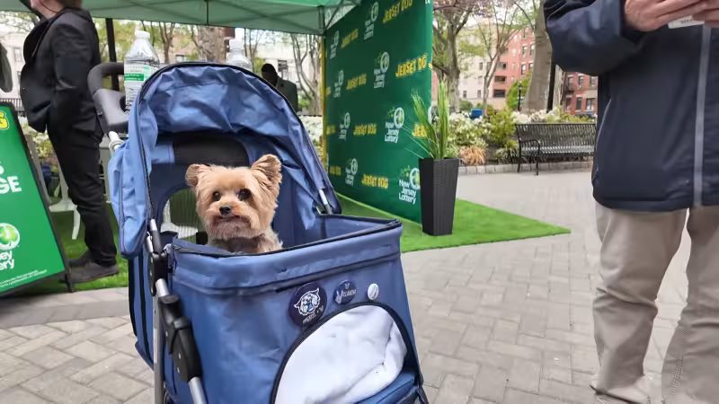 'Jersey’s Top Dogs' winners celebrated as New Jersey Lottery unveils first canine scratch-off ticket