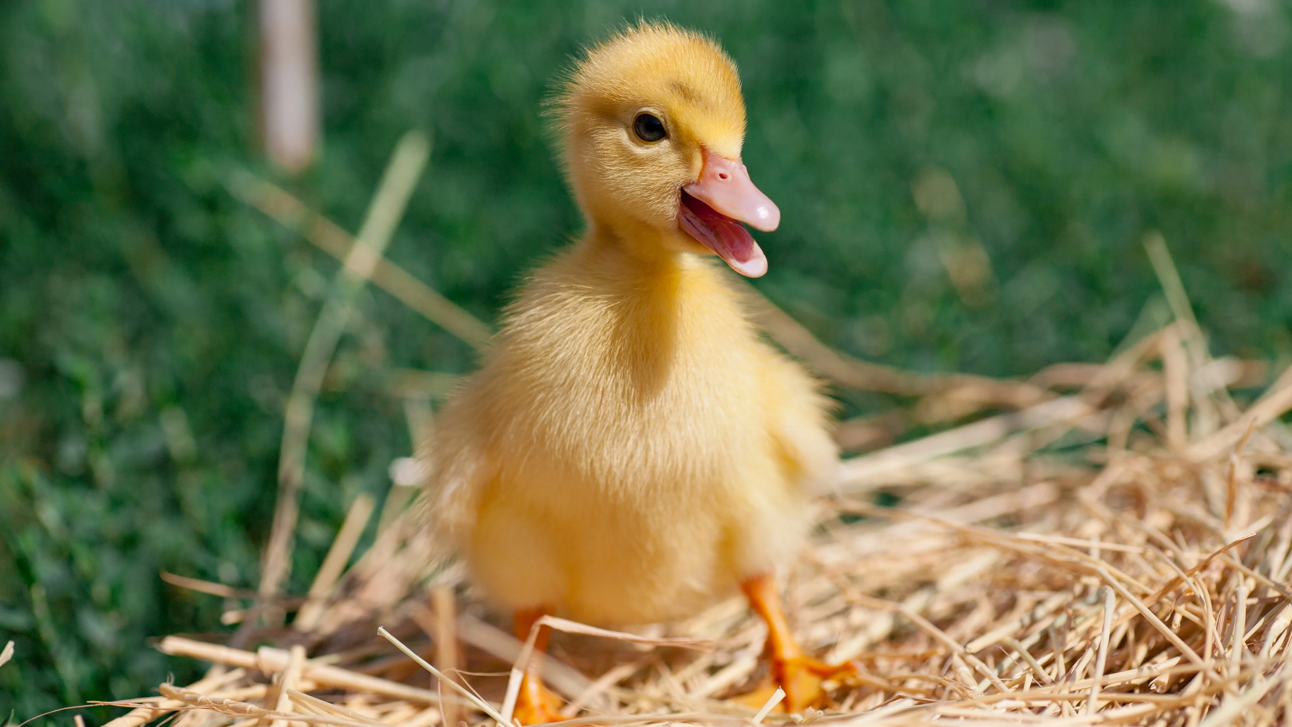 Drug Resistant Salmonella Outbreak Linked to Backyard Poultry Sickens 34