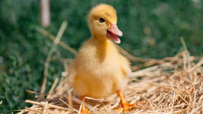 Where People Got Sick: Salmonella Outbreak, April 2026