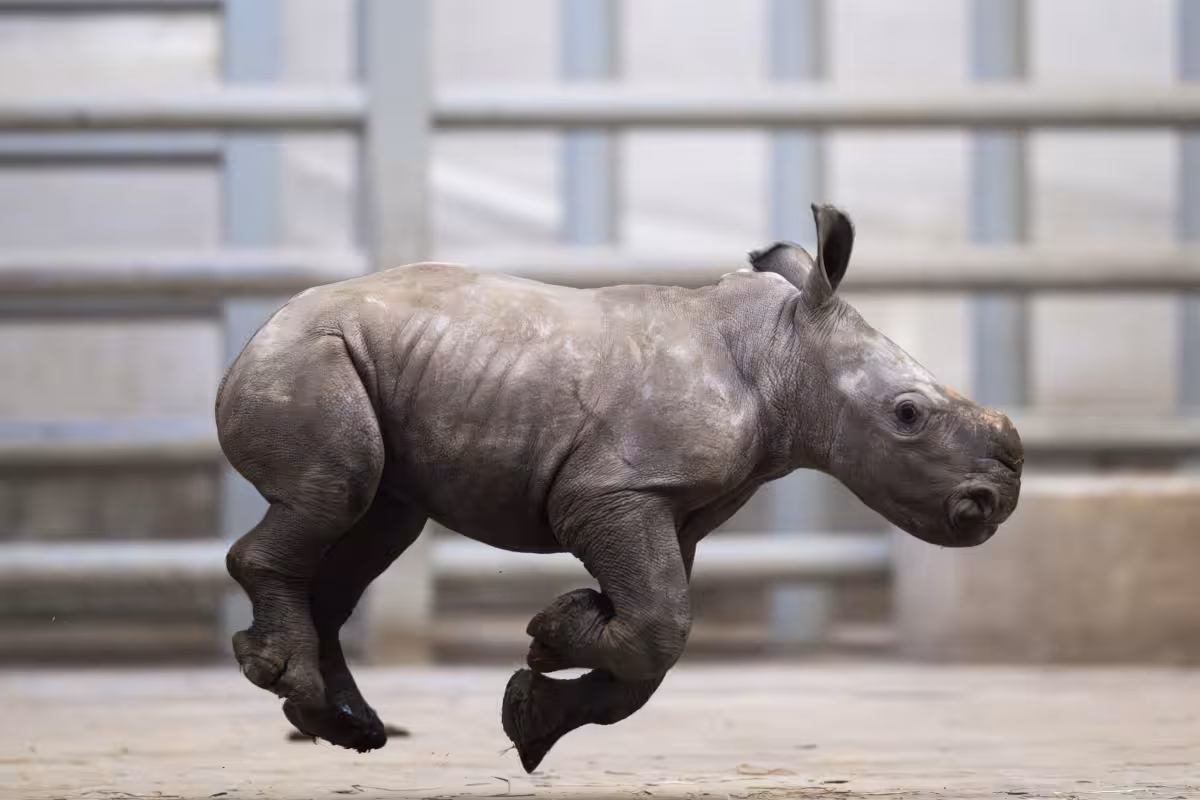Columbus Zoo affiliate The Wilds opens 2026 summer season in Ohio