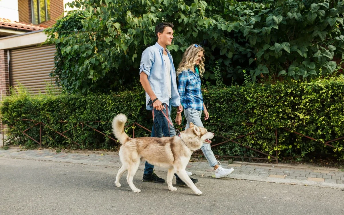 Multa de até US$ 2.700 na Austrália por deixar cães sem exercício