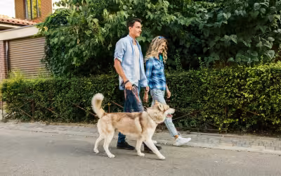 Multa de até US$ 2.700 na Austrália por deixar cães sem exercício