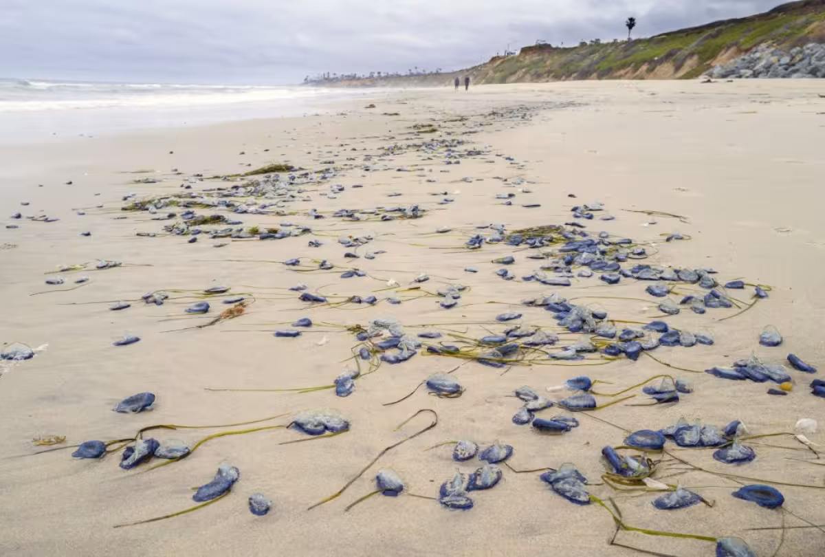 By-the-wind Sailors California Coast Wash Ashore in La Jolla, Carlsbad