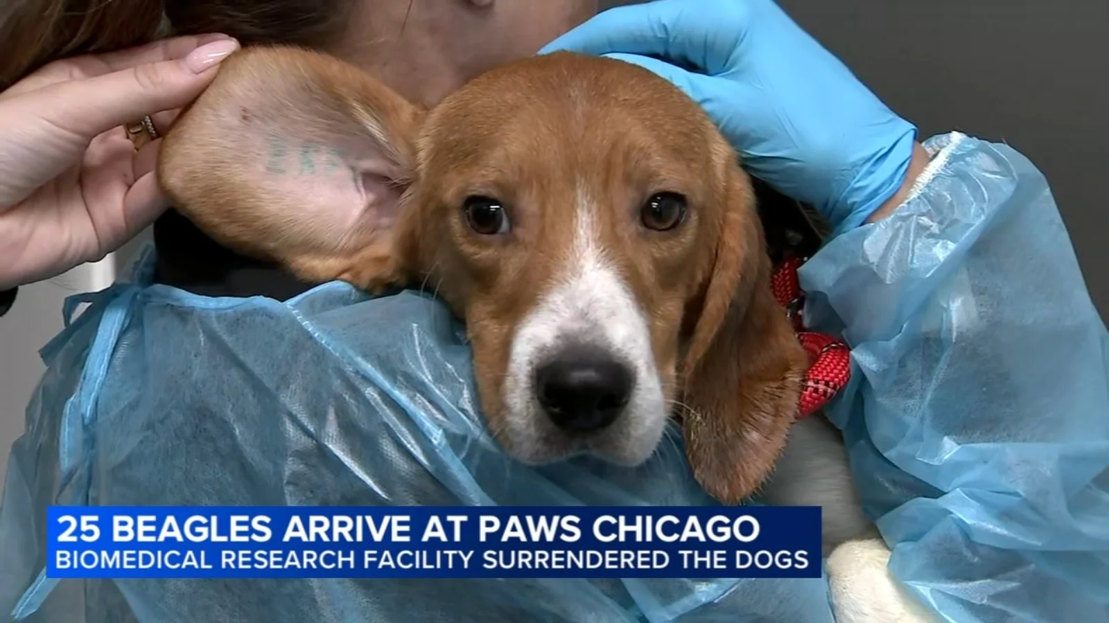Animal rescue: 25 beagles arrive at PAWS Chicago after Wisconsin facility surrender
