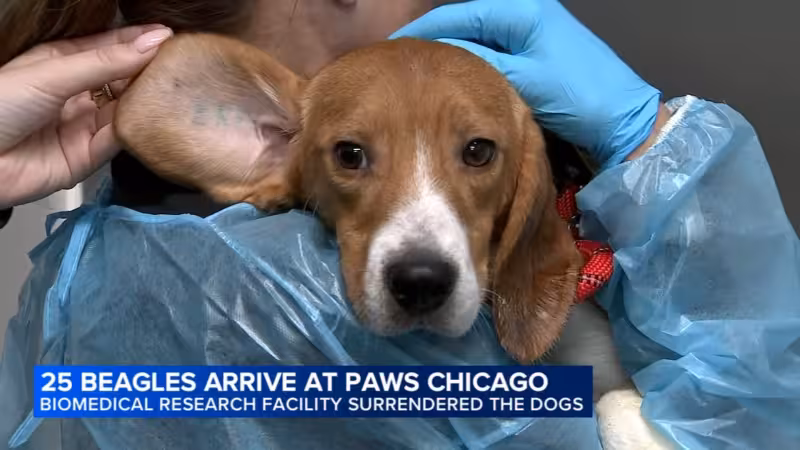 PAWS Chicago welcomes beagles surrendered by biomedical research center