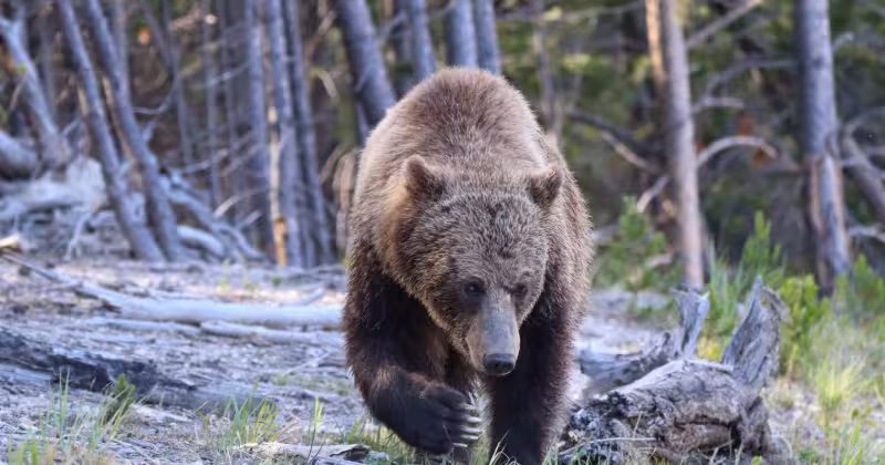 2 hikers mauled by at least one bear in Yellowstone National Park