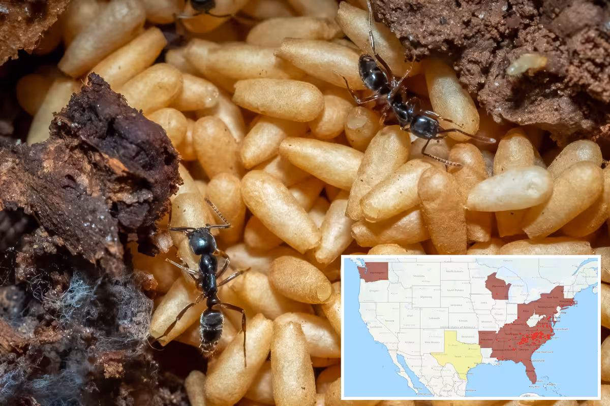 Invasive Ants Spread Across 20 States, and the Pain Can Be Severe