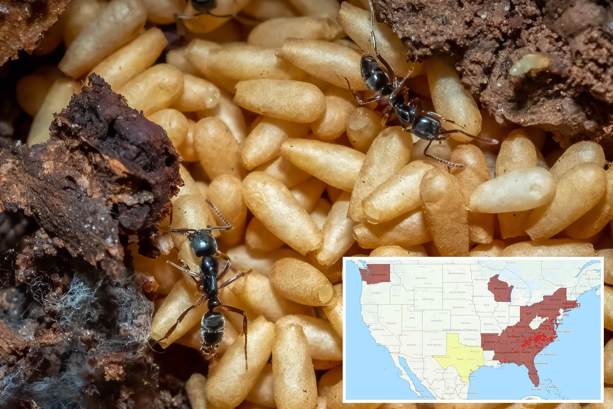 Invasive Ants Spread Across 20 States, and the Pain Can Be Severe