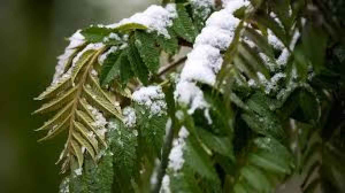 Snow Storm Weather Forecast Colorado: Schools Close as Heavy Snow Hits