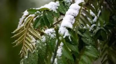 Snow Storm Weather Forecast Colorado: Schools Close as Heavy Snow Hits