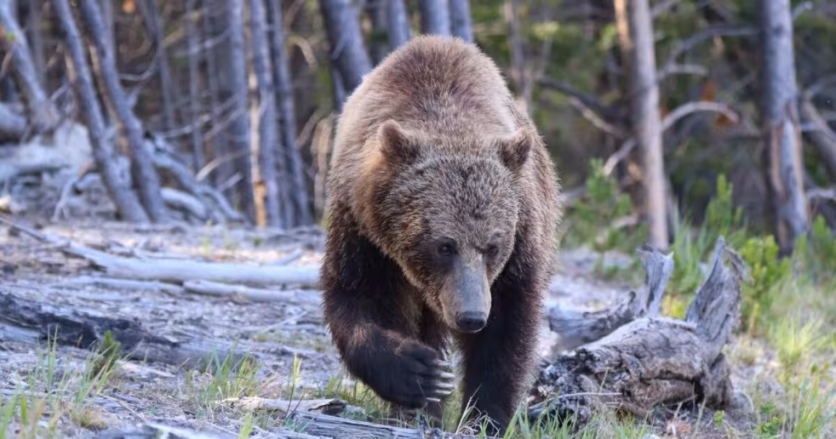 Yellowstone Bear Attack leaves two hikers injured near Old Faithful