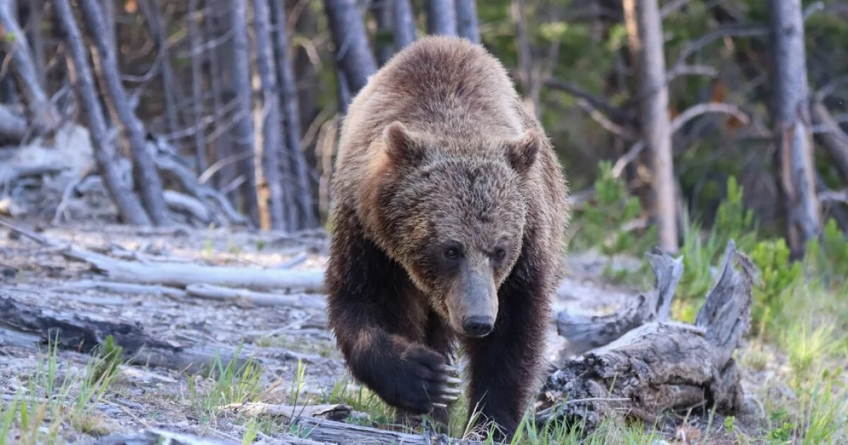 Yellowstone Bear Attack leaves two hikers injured near Old Faithful