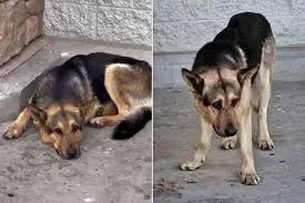 Rescued German Shepherd Koda sparks feeding debate after tough start