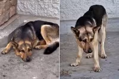 Rescued German Shepherd Koda sparks feeding debate after tough start