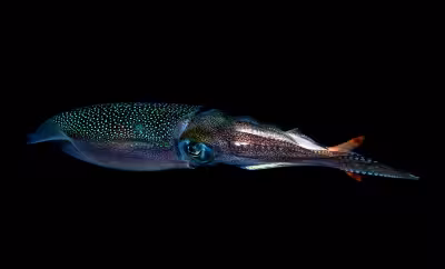 Giant Squid Western Australia traces found in deep Nyinggulu canyons