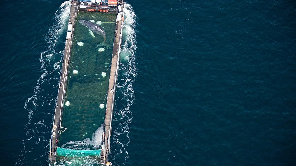 Humpback Whale tracker fails after Timmy rescue as questions grow