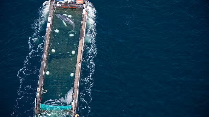 Timmy the humpback whale presumed to have died