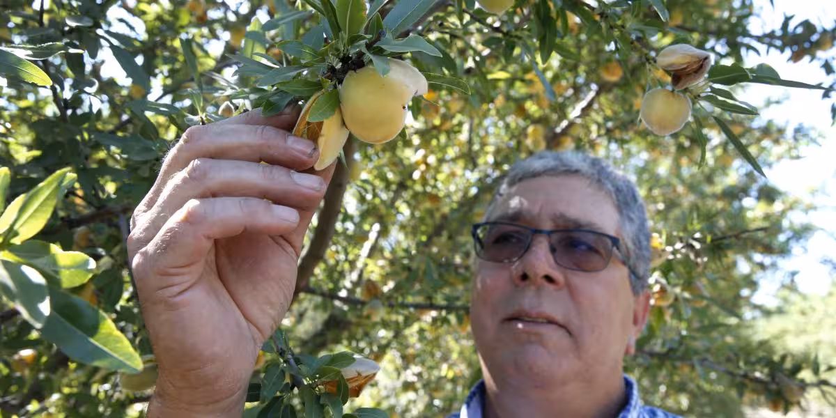 California Peach Tree Removal Aid Offers Relief for Central Valley Farmers