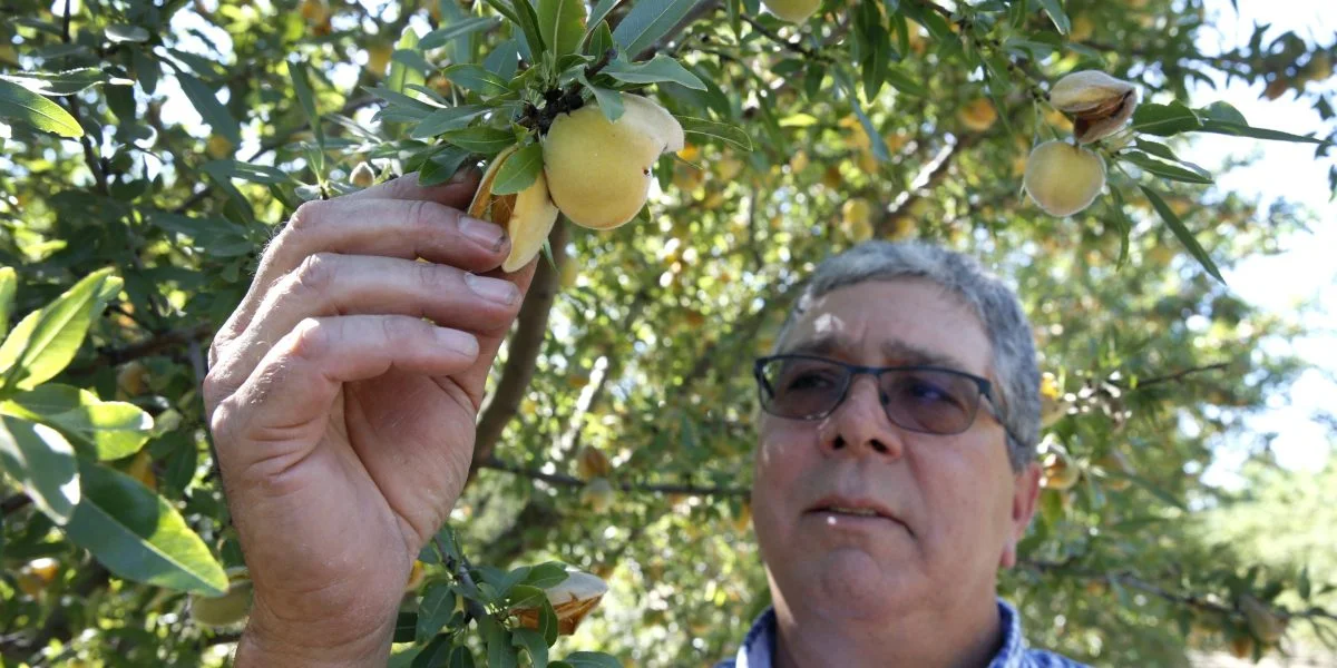 California Peach Tree Removal Aid Offers Relief for Central Valley Farmers