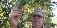 California Peach Tree Removal Aid Offers Relief for Central Valley Farmers