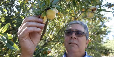 Del Monte closure drives California farmers to weigh tearing out orchards
