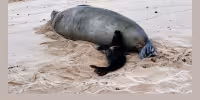 Hawaiian Monk Seals: DLNR probes alleged harassment, Kaimana fence breaches