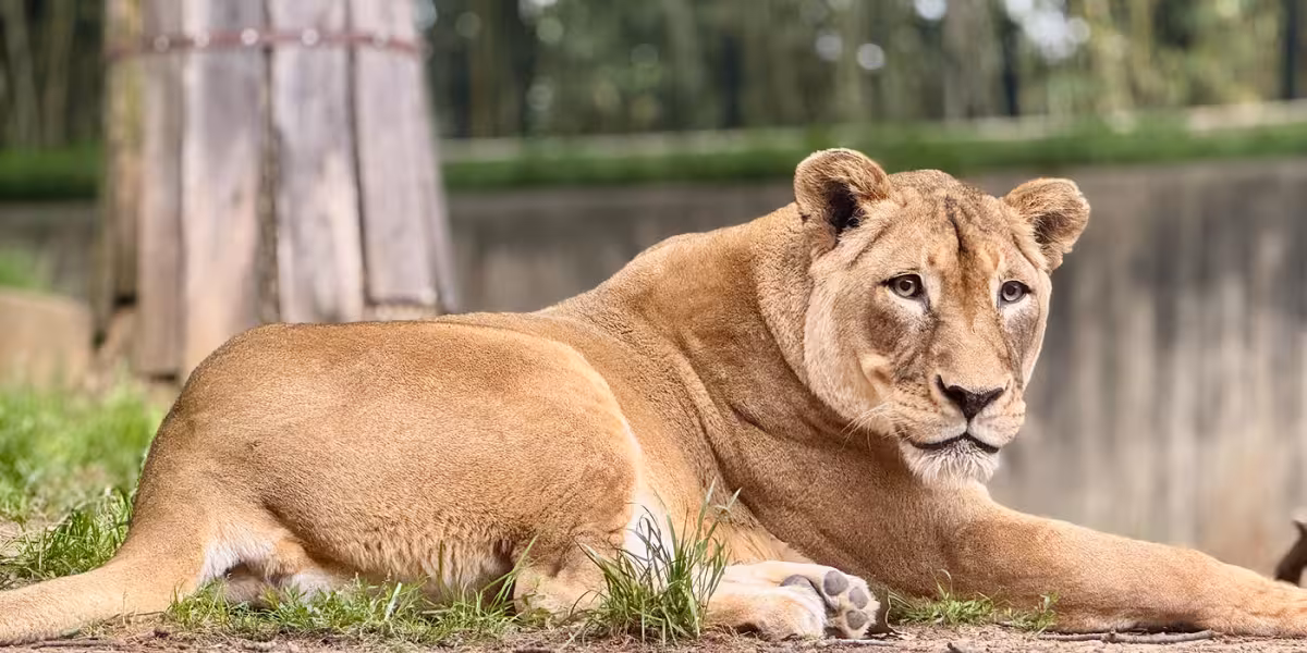 National Zoo Lion Shera Euthanasia Planned as Beloved Lion Declines