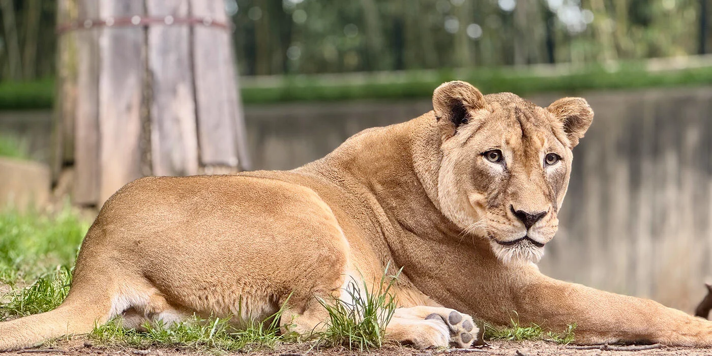 National Zoo Lion Shera Euthanasia Planned as Beloved Lion Declines