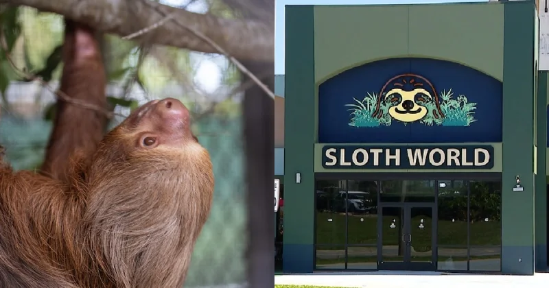 Sloth World deaths trigger calls to slow Florida sloth imports