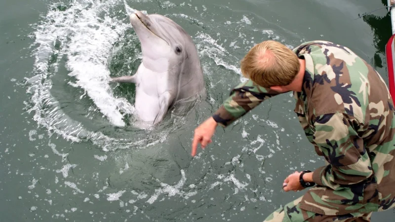 Kamikaze Dolphins? Hegseth Refuses to Rule Out US Program