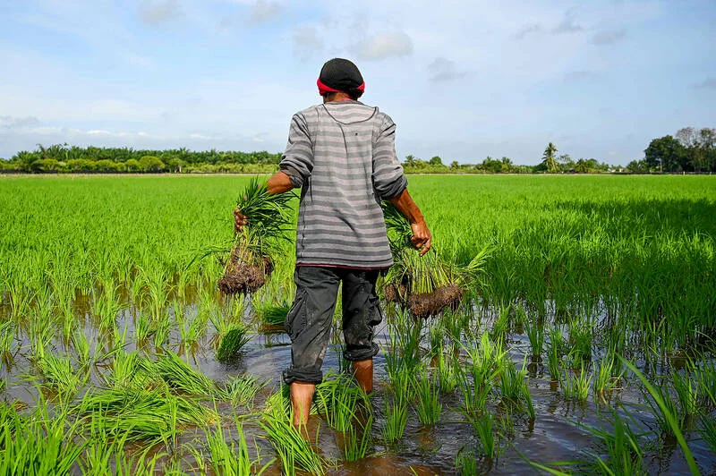 Malaysia turns to cloud seeding as drought stalls rice planting in the north