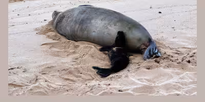 Hawaiian Monk Seal harassment probe widens as Maui, Oʻahu cases mount