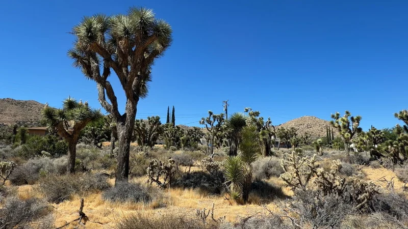 Joshua Tree fees spark backlash as relief bills advance, one stalls